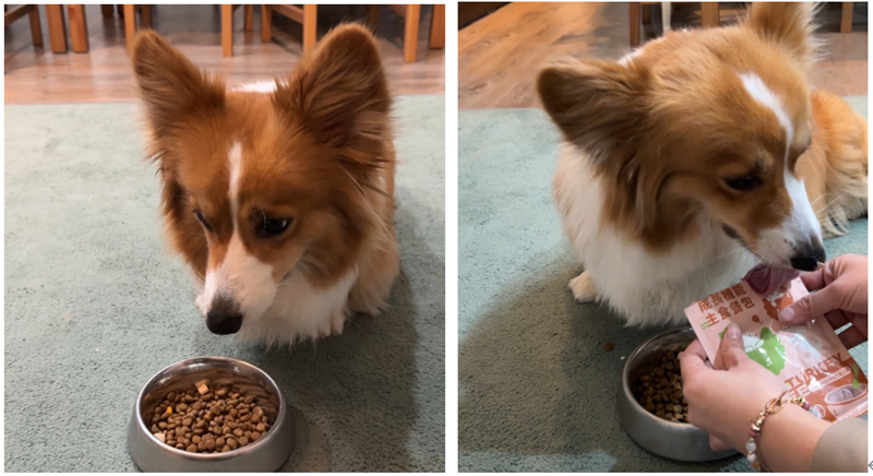女人知己試用大隊,口碑行銷,部落客行銷,自然食 成長機能主食餐包,自然食,成長機能狗狗主食餐包,成長機能貓咪主食餐包,滿足毛孩最單純的幸福,人食等級食材,開封即食,綿密的肉泥狀質地,好吸收,無膠類,無色素,無防腐劑的添,維持腸道健康,添加DHA/靈芝多醣體,使用高優質蛋白,適口性佳,狗狗口味,犬用營養火雞,犬用嫩雞牛肉,貓咪口味,貓用營養嫩雞,貓用嫩雞鮪魚
